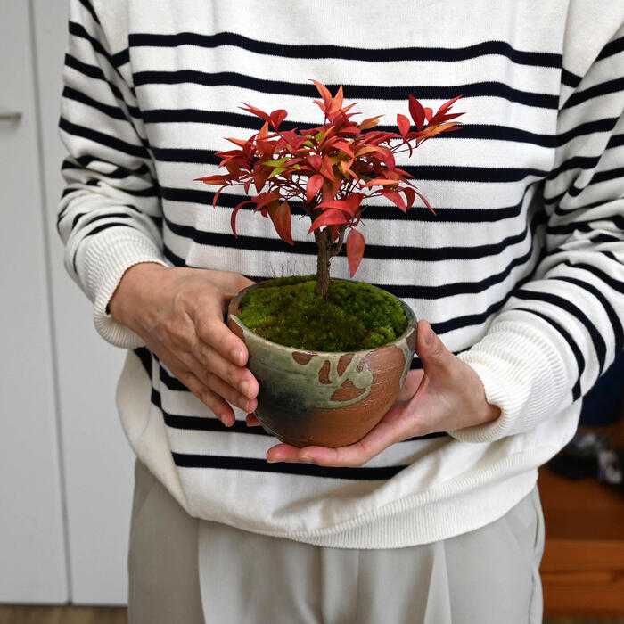 楽天市場】2026年縁起物お正月 贈り物 七福 南天 鉢植え ナンテン