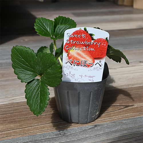 楽天市場】2025年NEWいちご 苗 べにほっぺ イチゴ 紅ほっぺ 苺 育てて