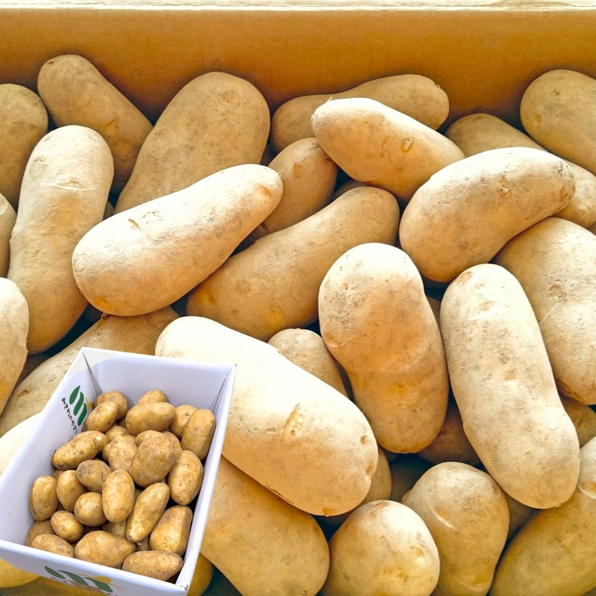 楽天市場】じゃがいも 種芋 10kgの通販