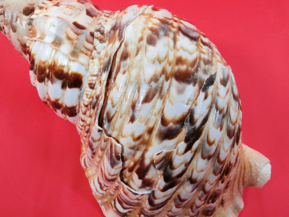 楽天市場】【訳あり】【法螺貝】ほら貝 大 34センチ : 三島屋楽器