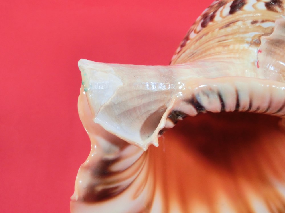 楽天市場】【法螺貝】ほら貝 特大 41センチ : 三島屋楽器