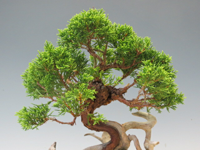 楽天市場】盆栽 真柏 （糸魚川）（売約済） : 盆栽専門店 三浦培樹園