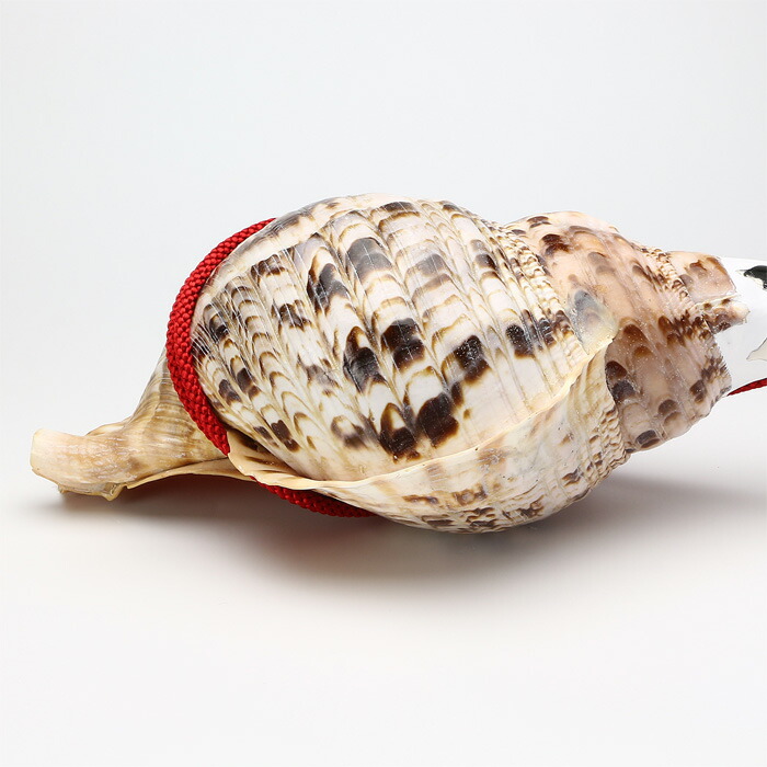 楽天市場】【 伊勢 宮忠 】【 No.10 法螺貝（ほら貝） 大型 】全長41.2