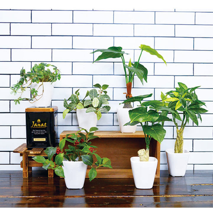 楽天市場】インテリアグリーンKU 光触媒・半永久的に消臭効果♪水の