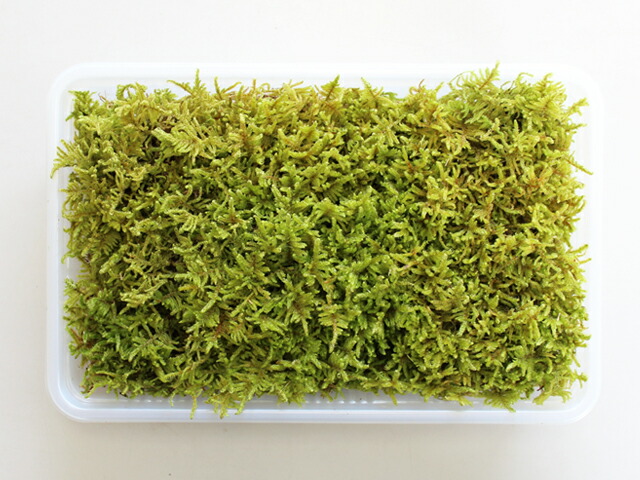 ハイゴケ　25枚 園芸ネット本店｜コケ（苔）：ハイゴケ（這苔）大パック入り（19.5