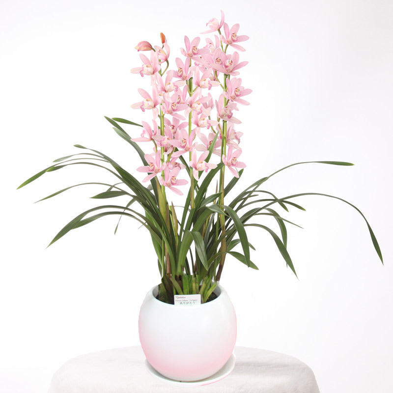 楽天市場】母の日限定ギフト 珍しい花『シンビジューム ありがとう