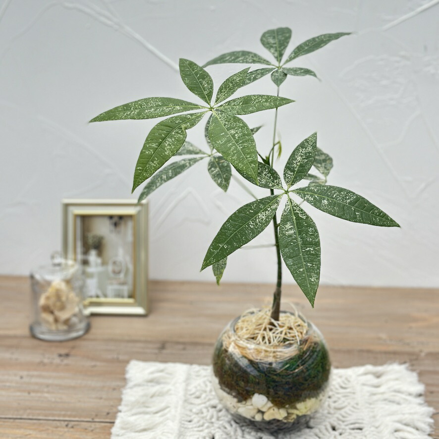 楽天市場】『斑入りパキラ ミルキーウェイ ガラス鉢仕立て』お誕生日