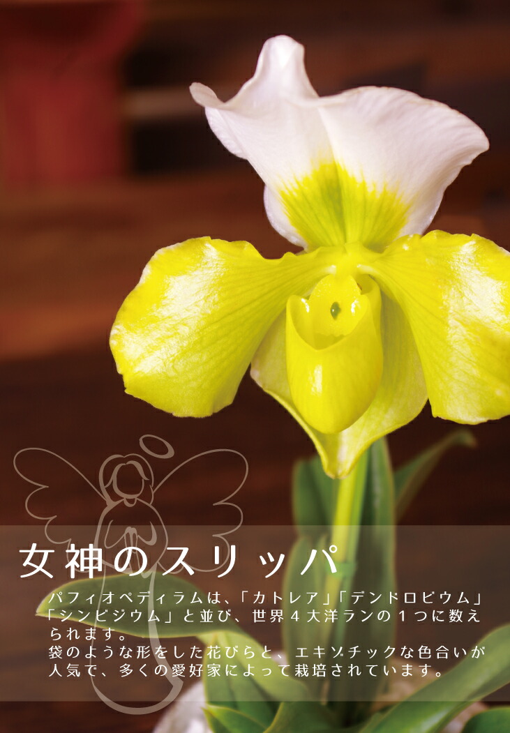 楽天市場】秋冬限定 洋ラン『パフィオペディラム 1本 陶器鉢仕立て』鉢