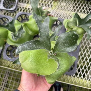 楽天市場】『ビカクシダ（コウモリラン）アルシコルネ』3号水苔ポット