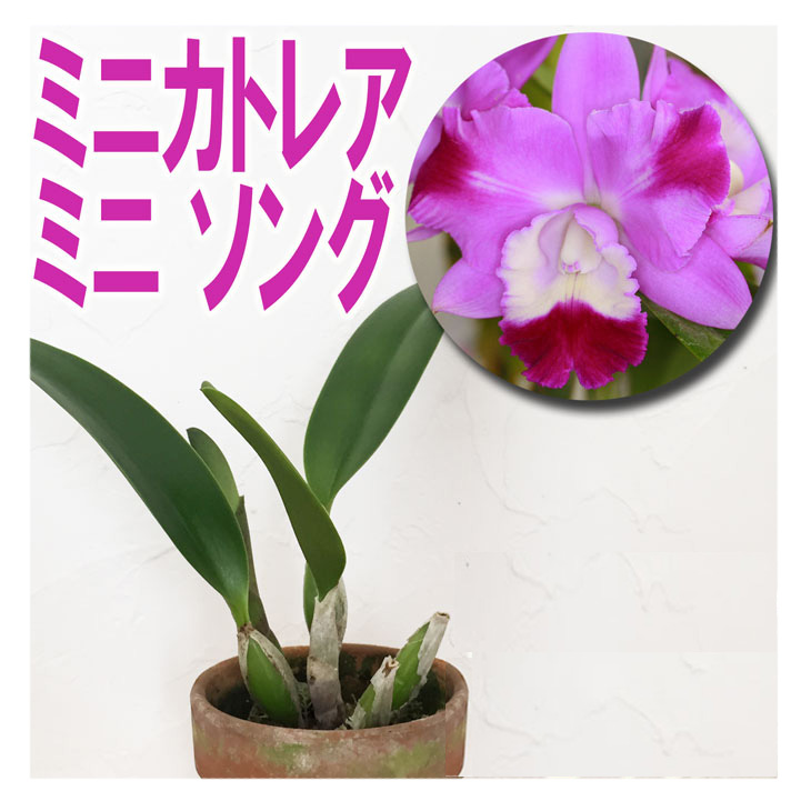楽天市場】洋ランの苗『ミニカトレア ミニ ソング【花咲く苗セット