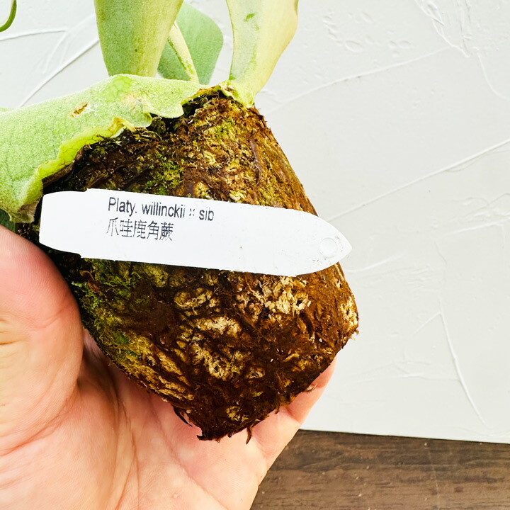 楽天市場】『ビカクシダ（コウモリラン）ウィリンキー』3号水苔ポット