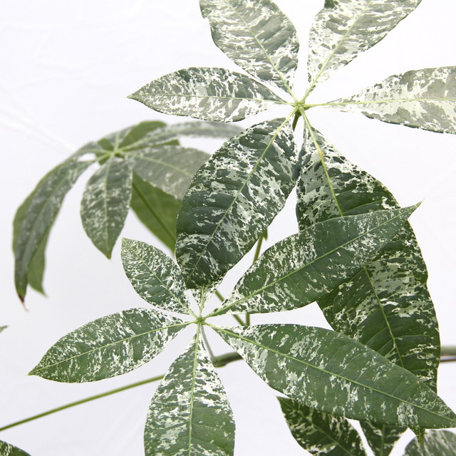 楽天市場】『「パキラ ミルキーウェイ」実生苗 斑入り 』2.5号ポット鉢