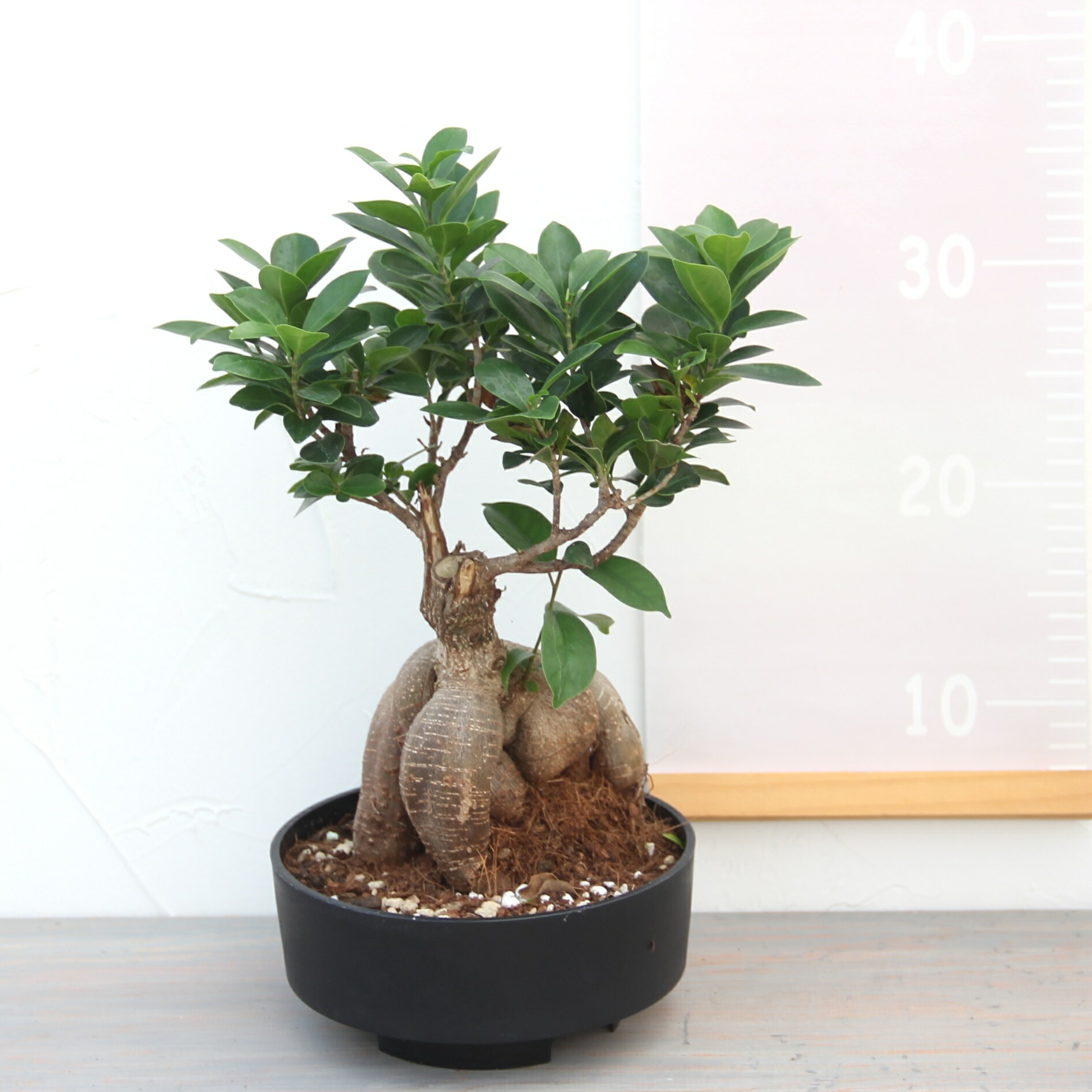 楽天市場】『ガジュマル 盆栽仕立て』Ficus microcarpa 6号鉢 ミニ観葉