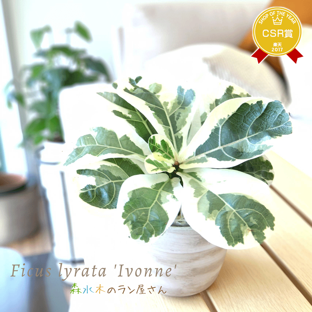 楽天市場】『フィカス・リラータ・イヴォンヌ』Ficus lyrata 'Ivonne