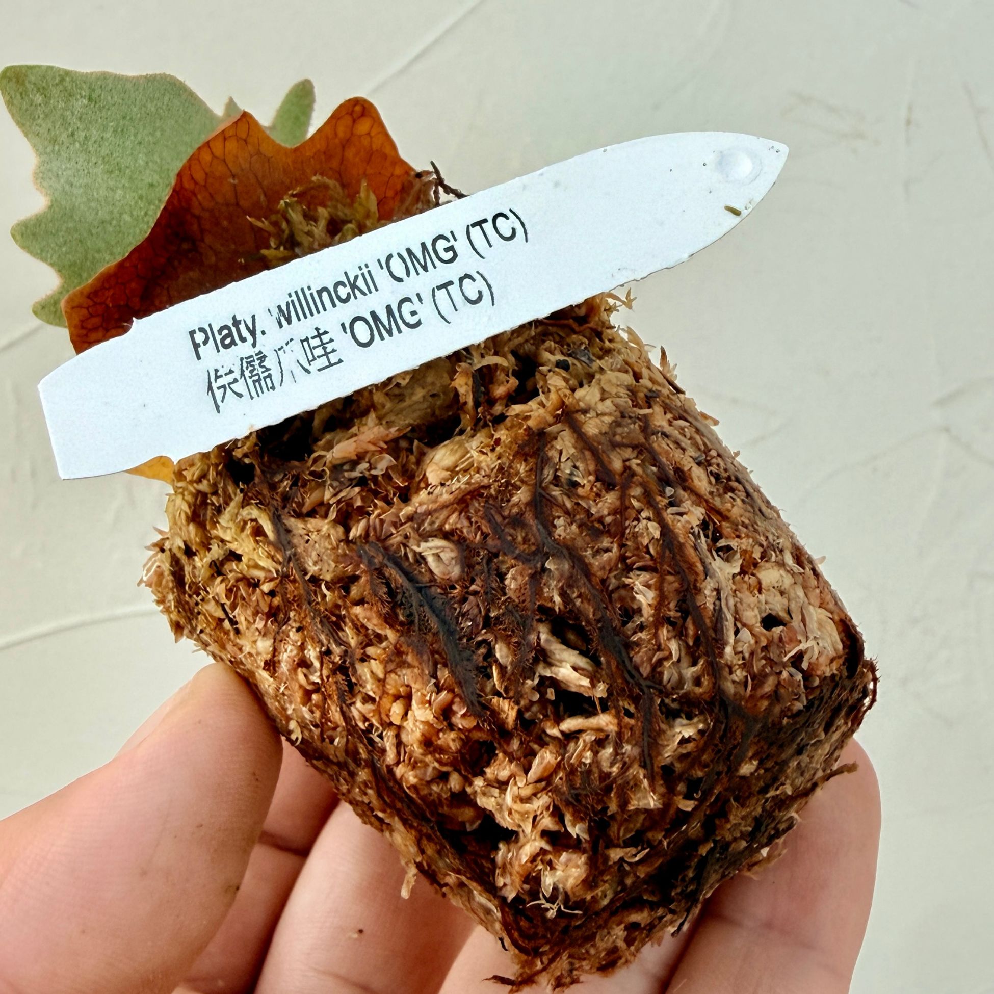 楽天市場】『ビカクシダ ウィリンキー OMG』コウモリラン ドワーフ 2号