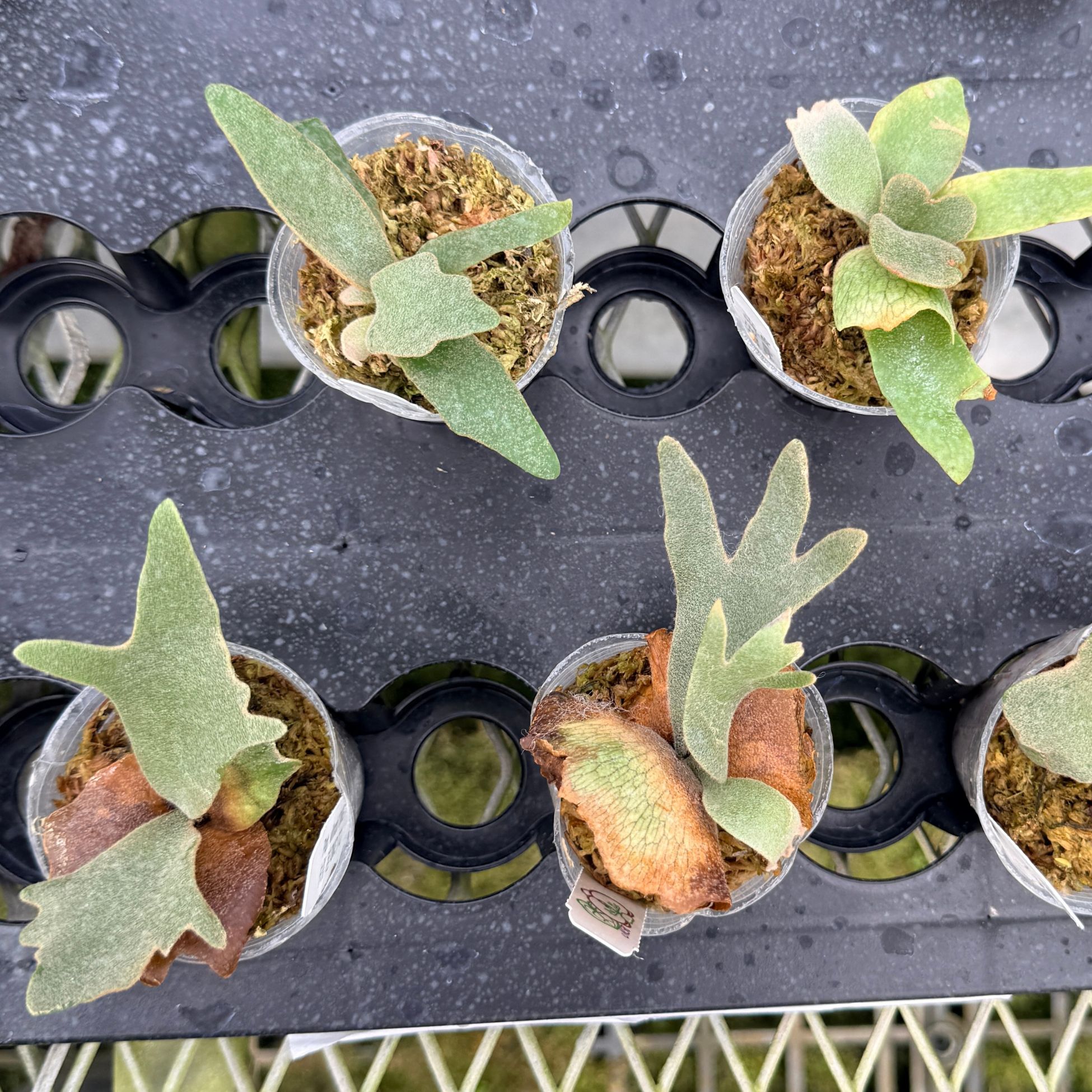 楽天市場】『ビカクシダ ウィリンキー OMG』コウモリラン ドワーフ 2号