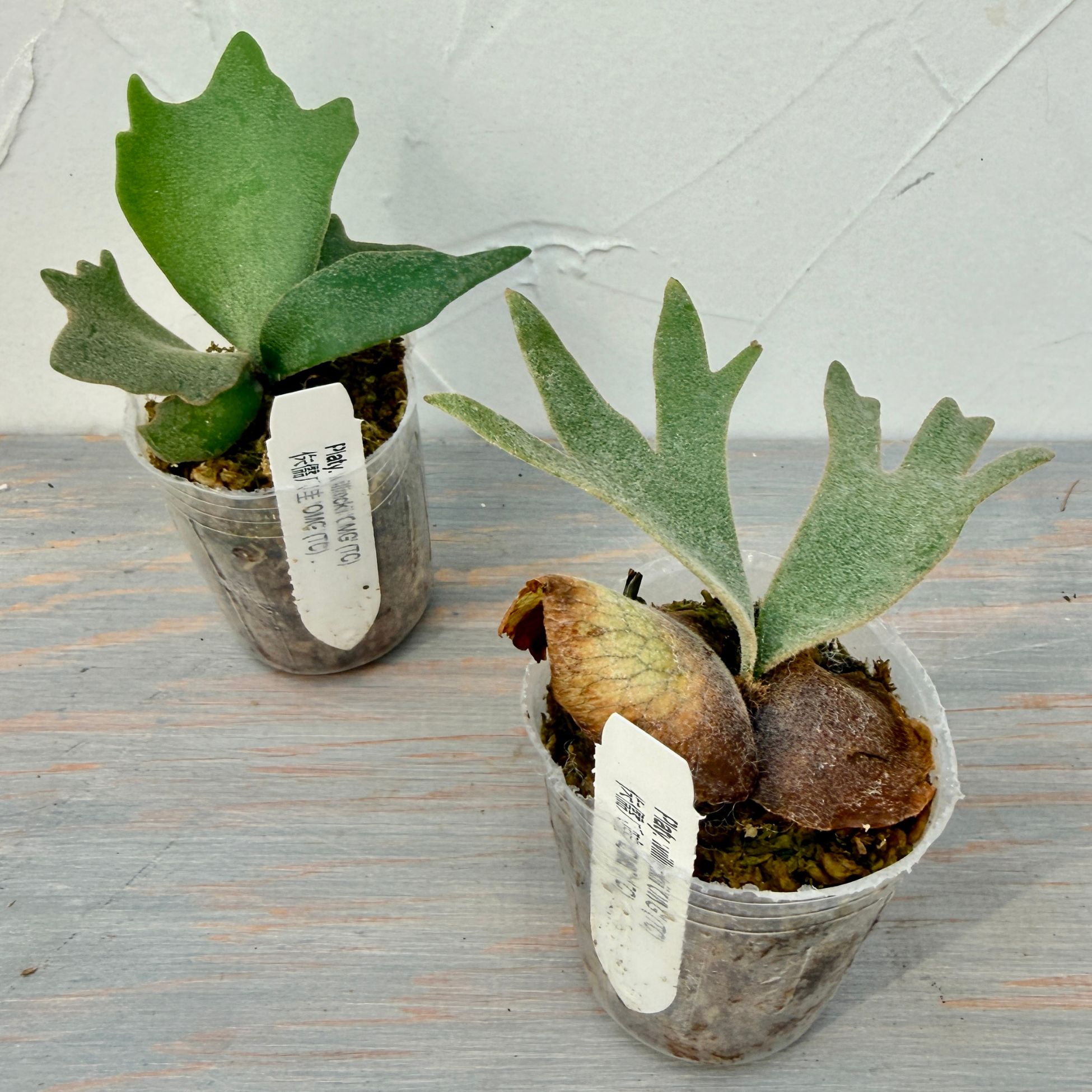 楽天市場】『ビカクシダ ウィリンキー OMG』コウモリラン ドワーフ 2号