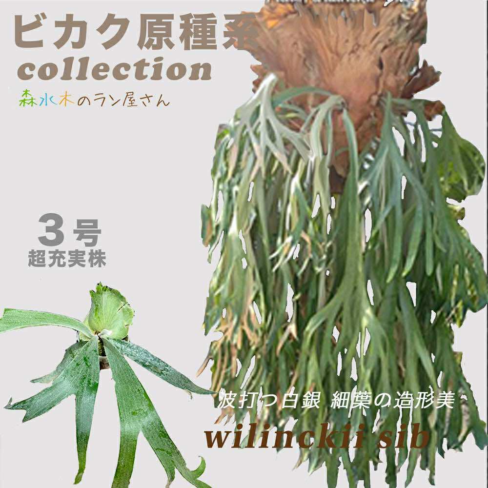 ビカクシダ ウィリンキー 苗」の人気商品一覧 | 安い商品を通販サイト