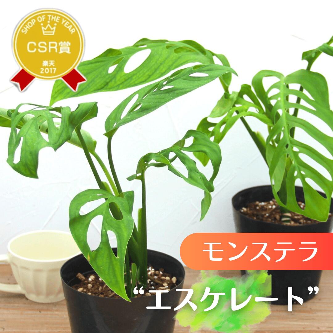 楽天市場】限定8鉢！『モンステラ エスケレート』Monstera esqueleto 5
