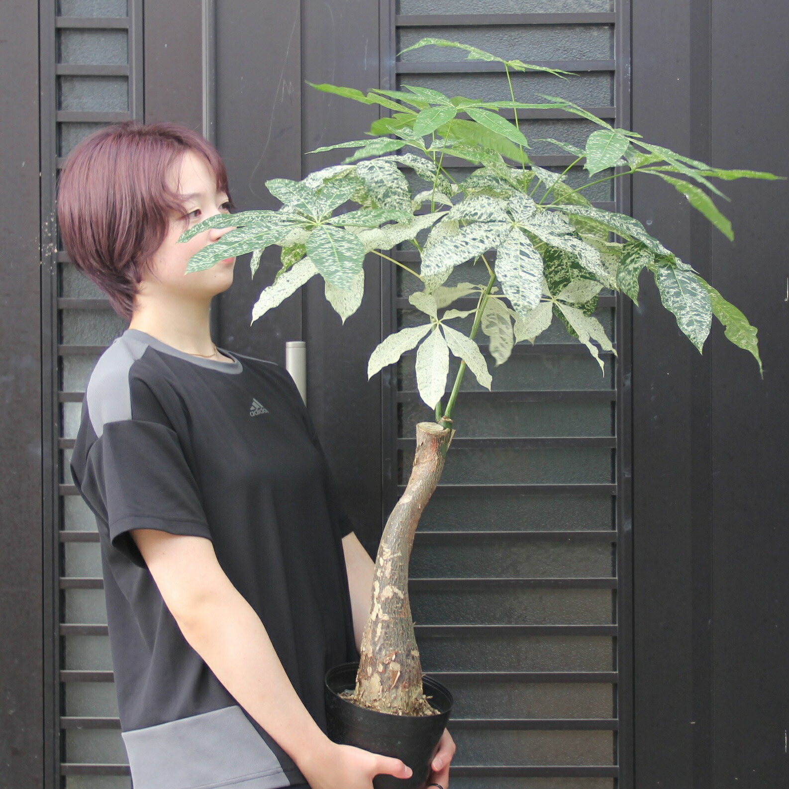 楽天市場】『斑入りパキラ ミルキーウェイ 6号サイズ』お祝い 開店祝い