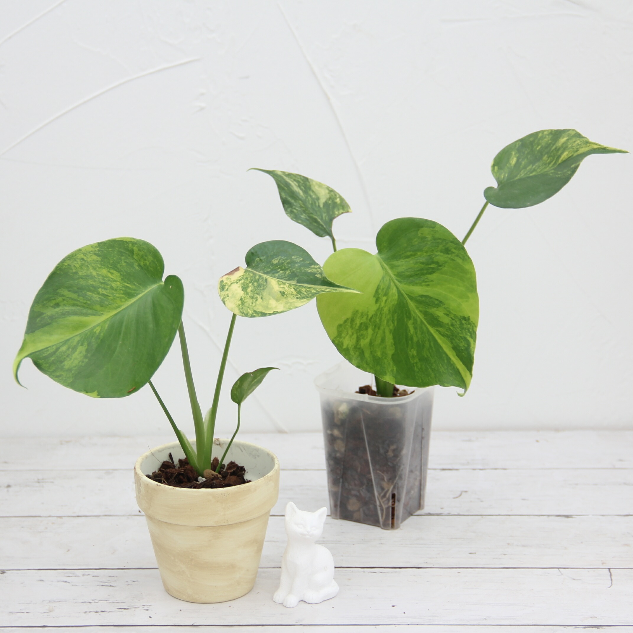 楽天市場】『モンステラ イエローマリリン』観葉植物 黄斑 3号ポット鉢