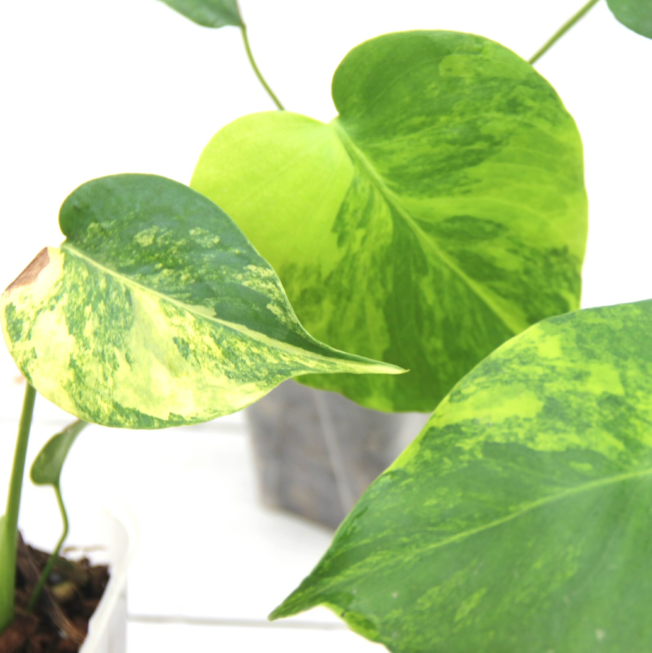 楽天市場】『モンステラ イエローマリリン』観葉植物 黄斑 3号ポット鉢