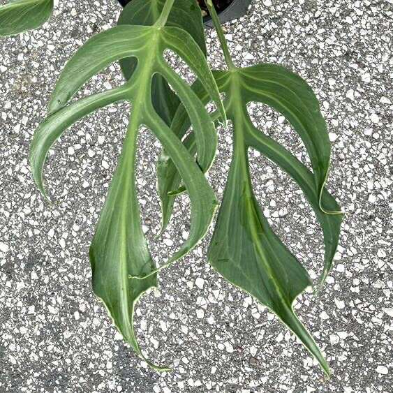 楽天市場】『モンステラ バールマルクスフレーム』Monstera 'Burle