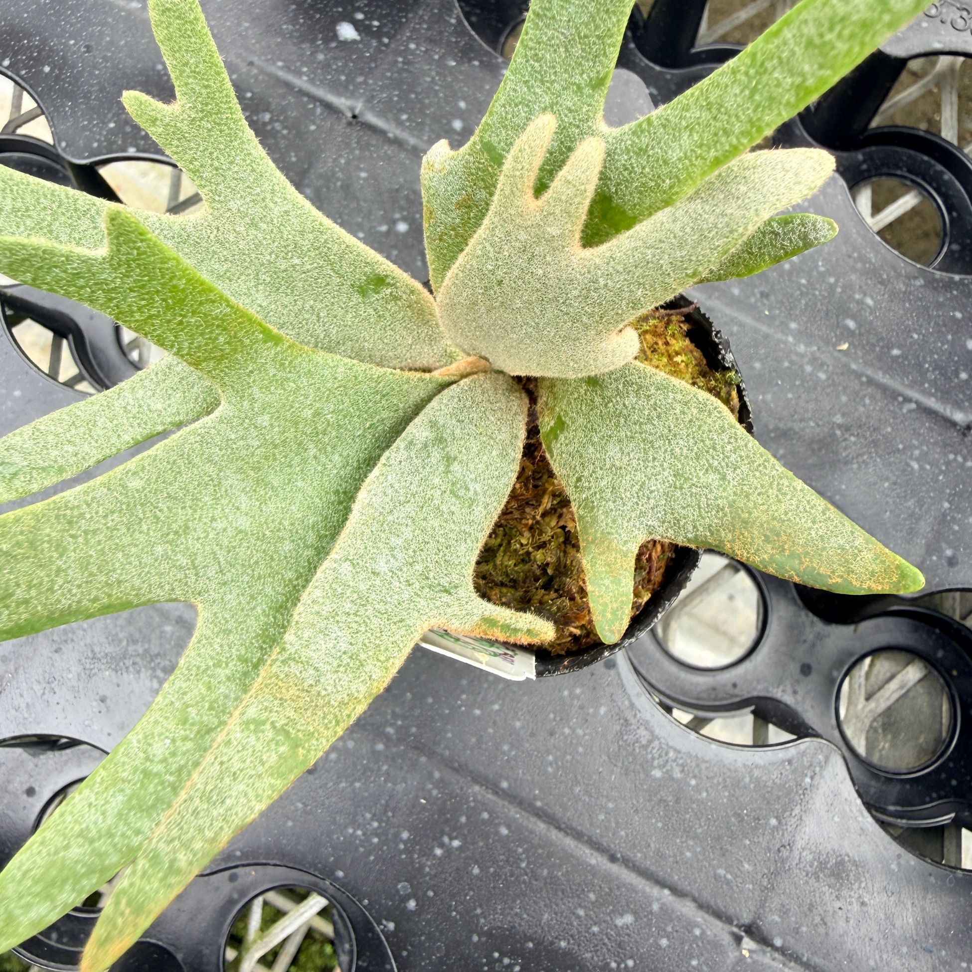 楽天市場】『ビカクシダ ウィリンキー ナノ』コウモリラン ドワーフ 2