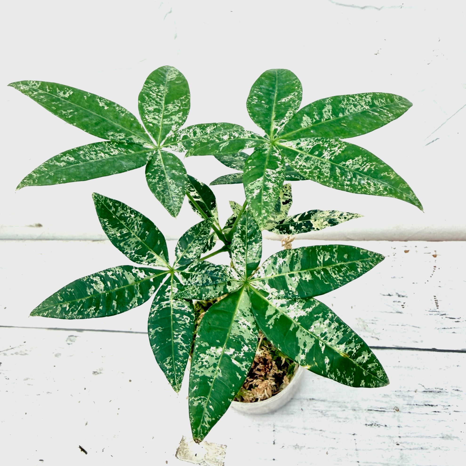 楽天市場】『「パキラ ミルキーウェイ」実生苗 斑入り 』2.5号ポット鉢