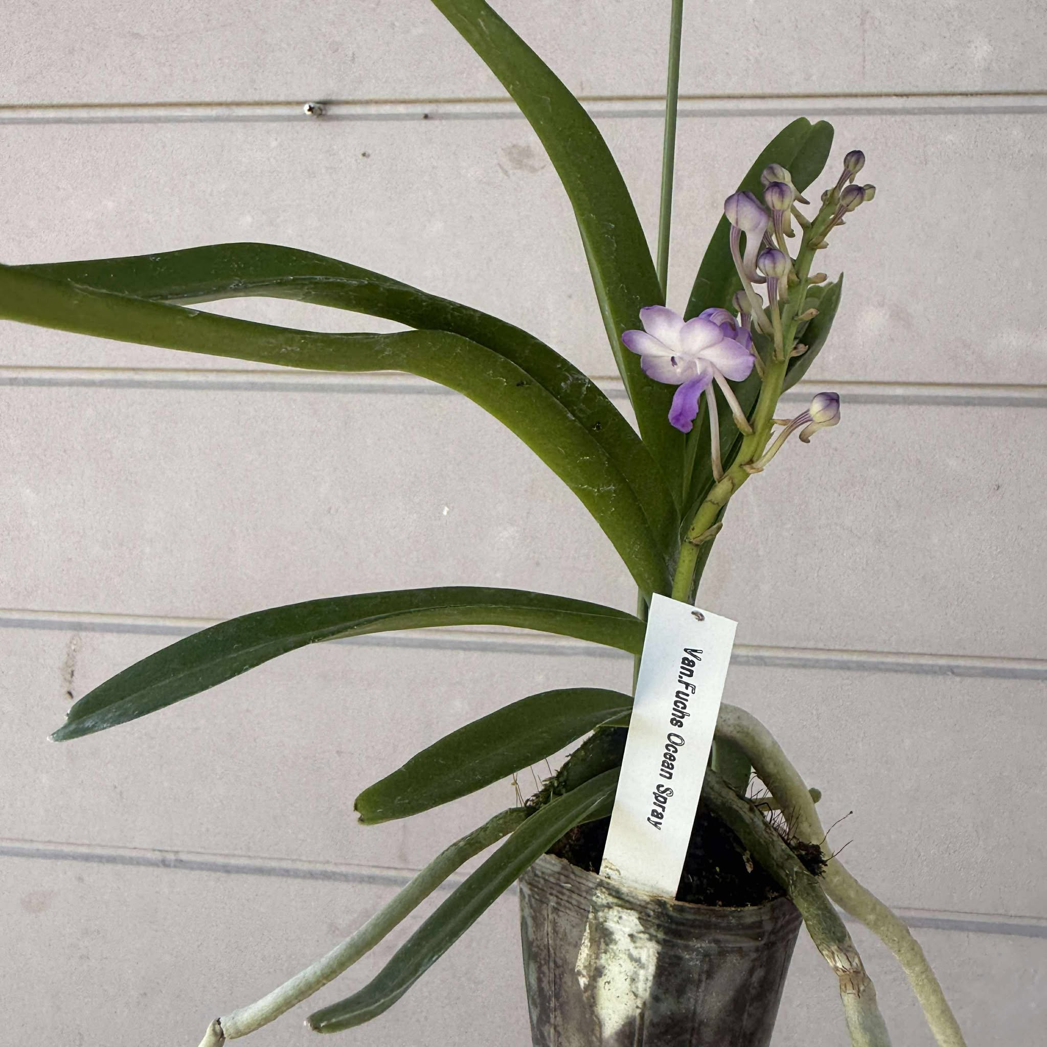 楽天市場】香りの新品種 洋ランの苗『風蘭系交配種 オーシャンスプレー