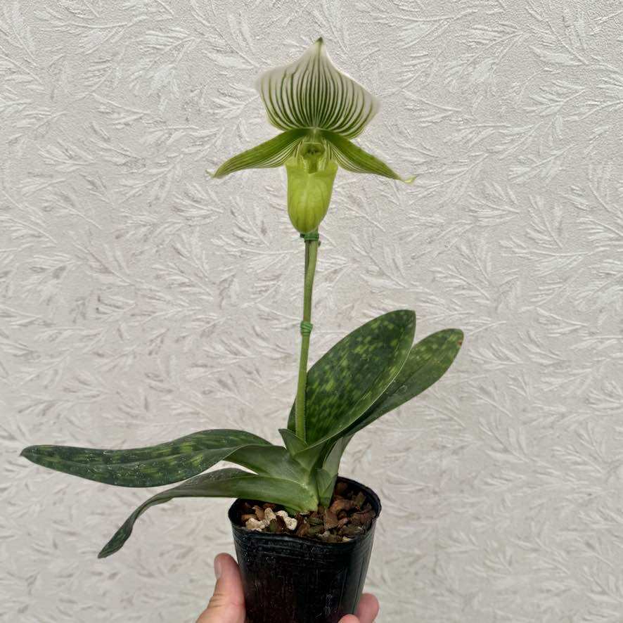 楽天市場】洋ランの苗『パフィオ グリーンモディアエ【花咲く苗セット