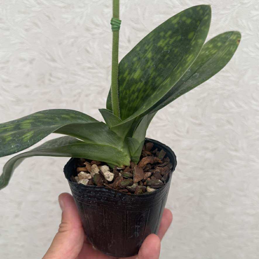 楽天市場】洋ランの苗『パフィオ グリーンモディアエ【花咲く苗セット