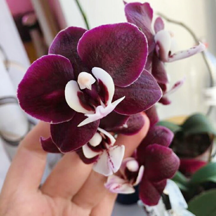 楽天市場】洋ランの苗『ミディ胡蝶蘭 「チョコレートドロップス