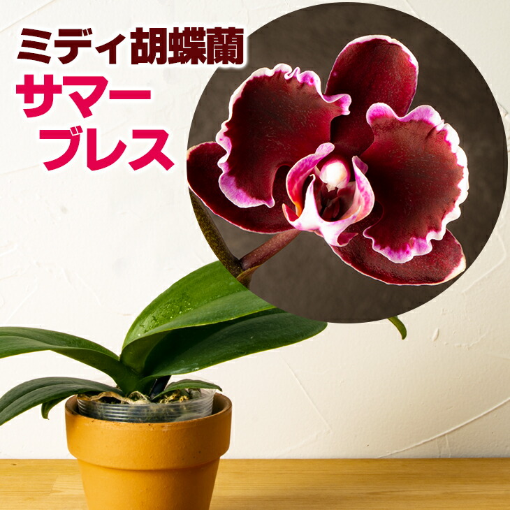 楽天市場】洋ランの苗『ミディ胡蝶蘭 「サマーブレス」【花咲く苗