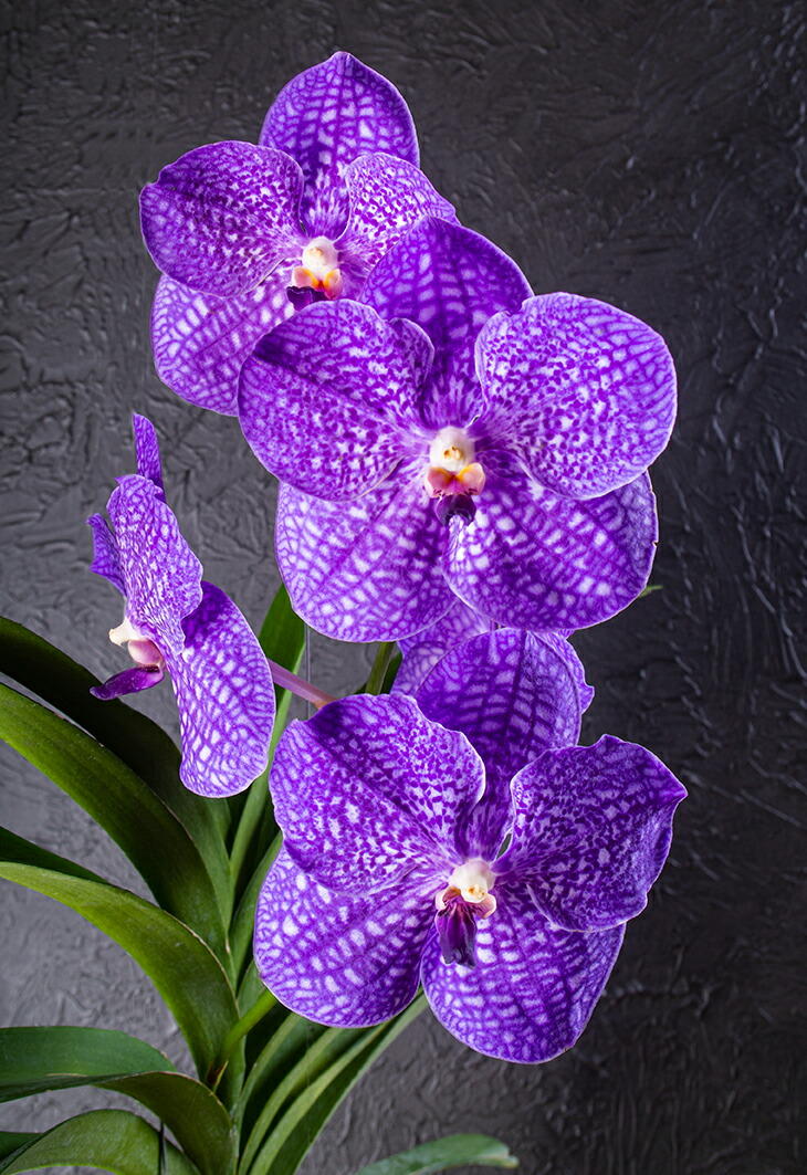 楽天市場】洋ランの苗『バンダ 「グローリーブルー」 【花咲く苗セット