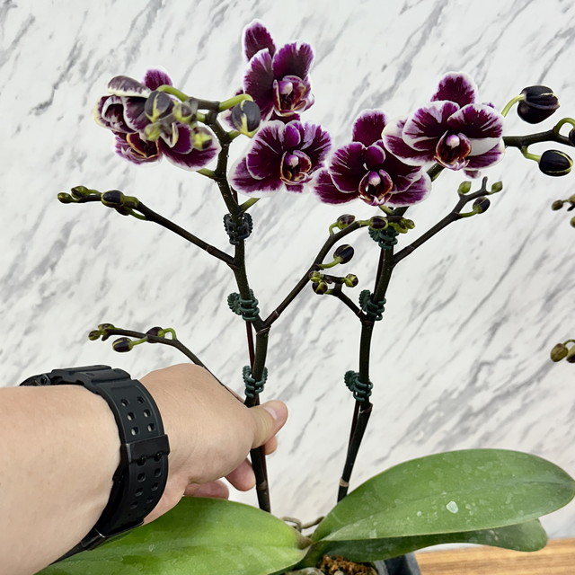 楽天市場】今ならつぼみ、または花付き！-- 【新品種登場！】洋ランの