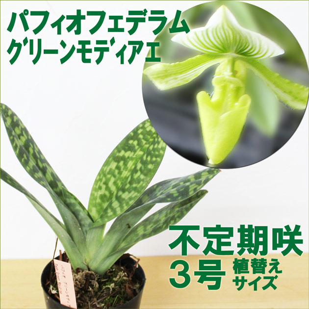 楽天市場】洋ランの苗『パフィオ グリーンモディアエ【花咲く苗セット