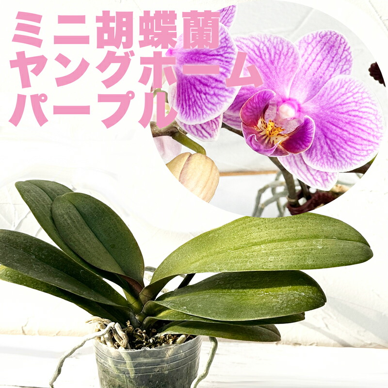 楽天市場】『ミニ胡蝶蘭「ヤングホーム パープル」【花咲く苗セット