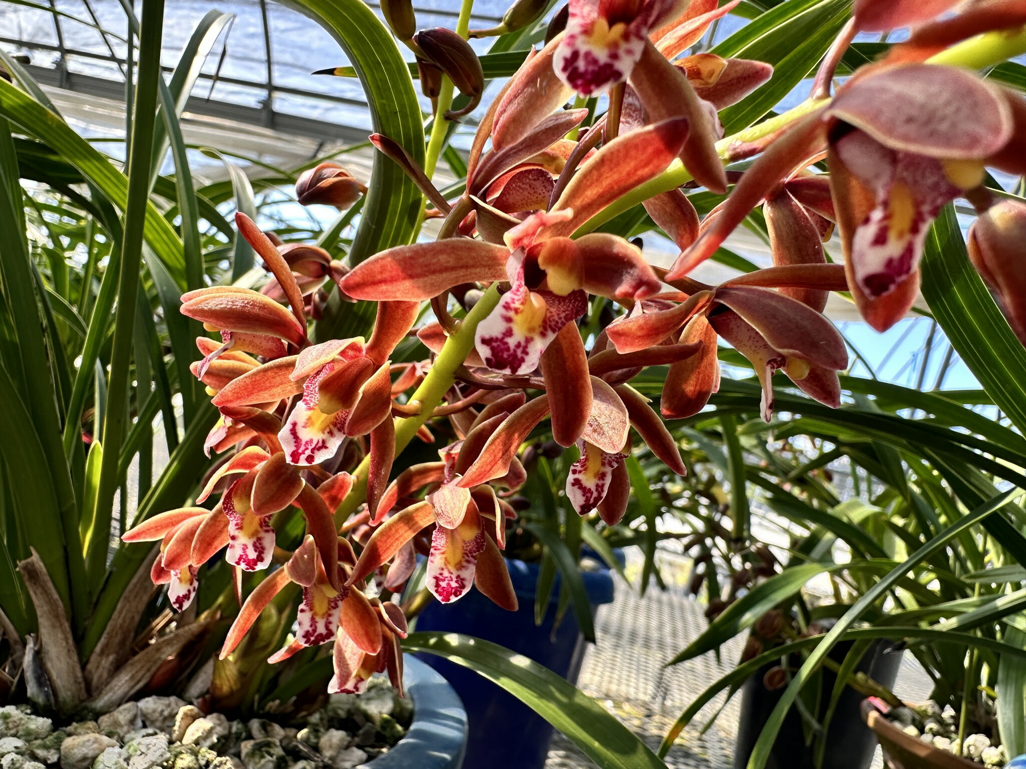 楽天市場】【花付き】開花始まりました！2025年4月中下旬お届け数量各