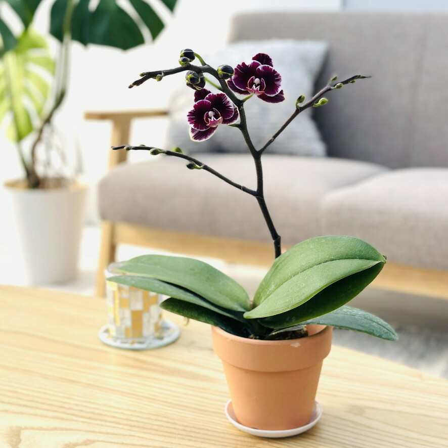 楽天市場】今ならつぼみ、または花付き！-- 【新品種登場！】洋ランの