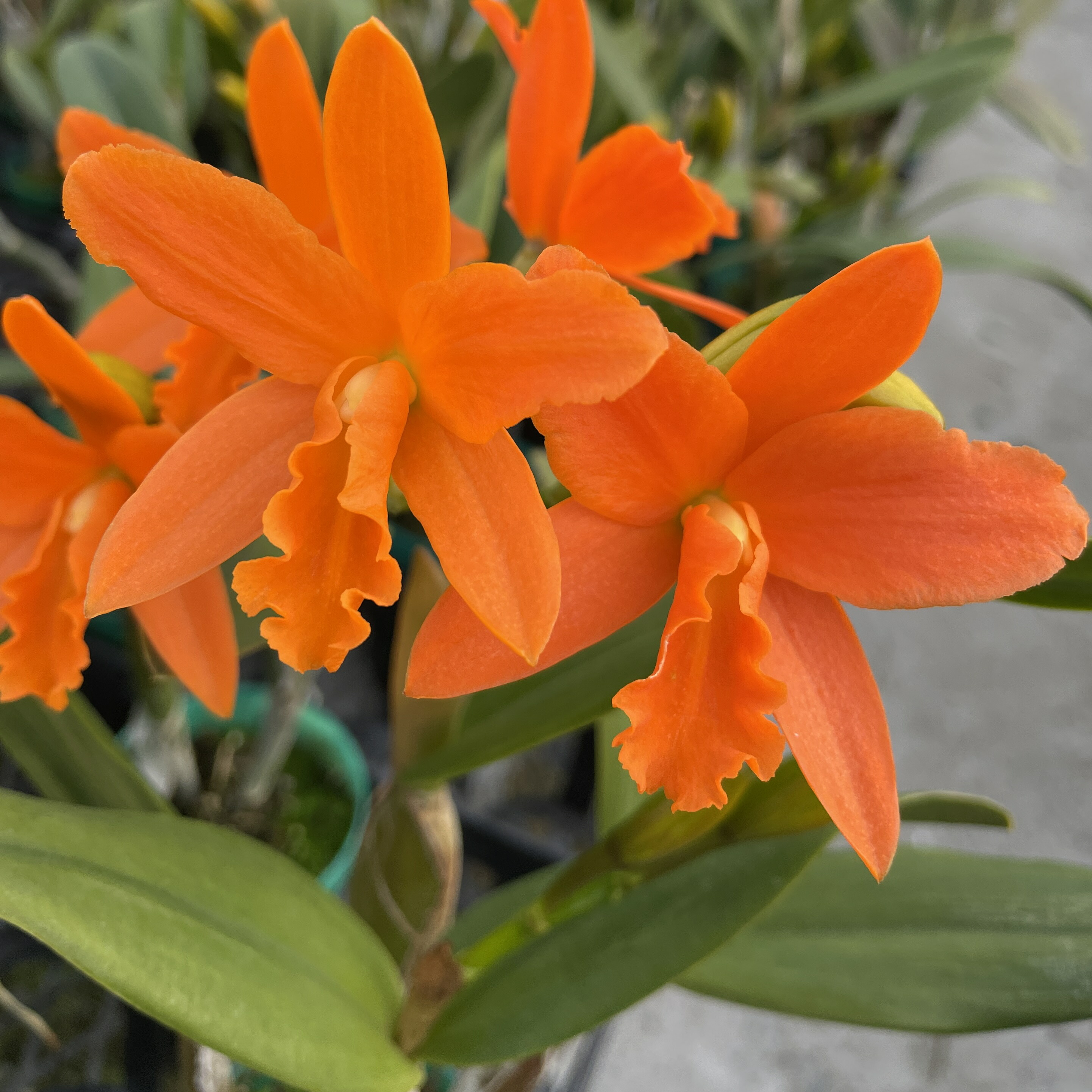 楽天市場】今ならつぼみ、または花付き！洋ランの苗『ミニカトレア