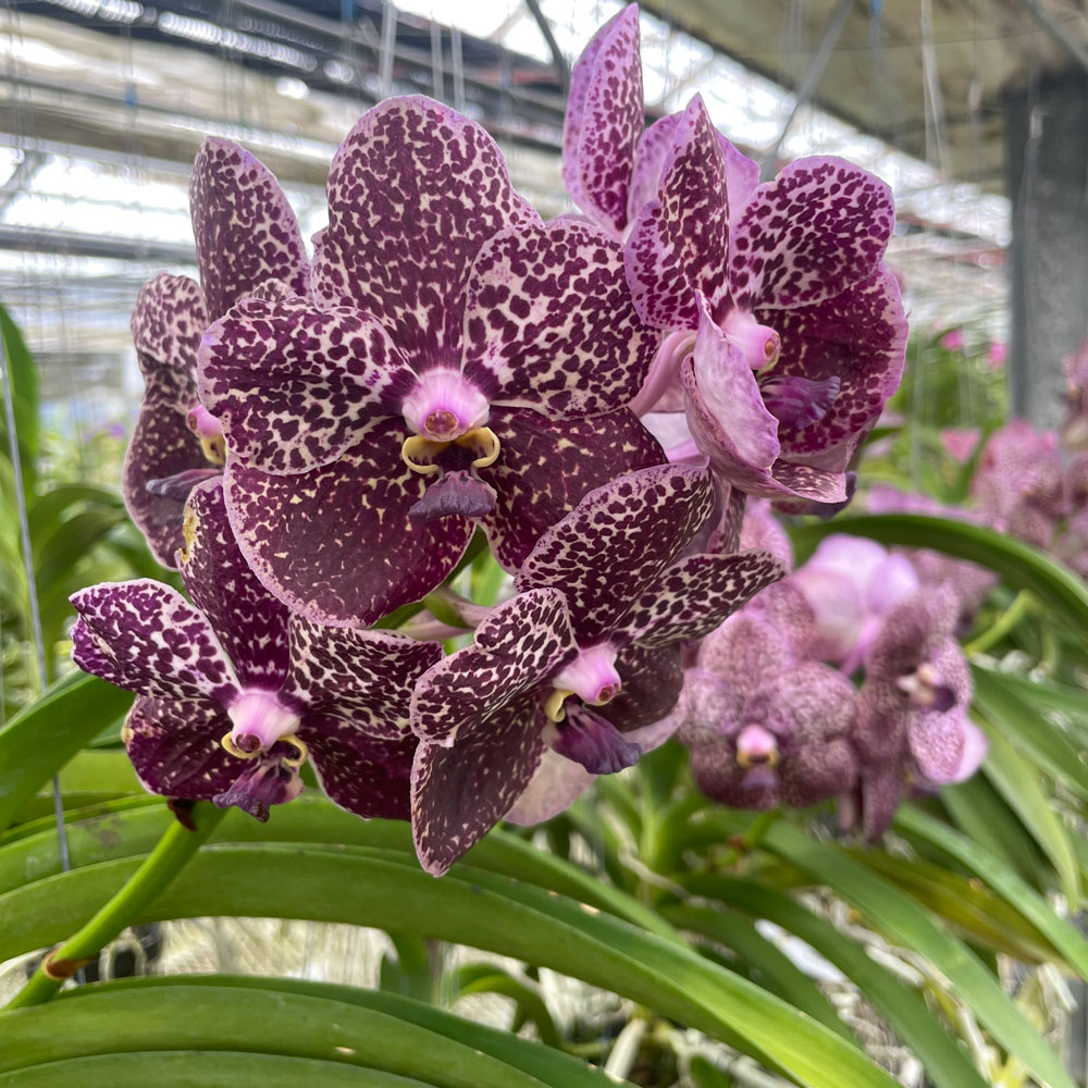 楽天市場】洋ランの苗『バンダ 「フレグランス ブラック」【花咲く苗