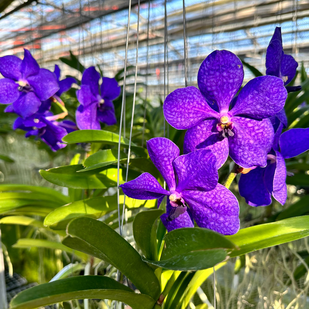 楽天市場】洋ランの苗『バンダ「パチャラデライト 'ブルー'」【花咲く