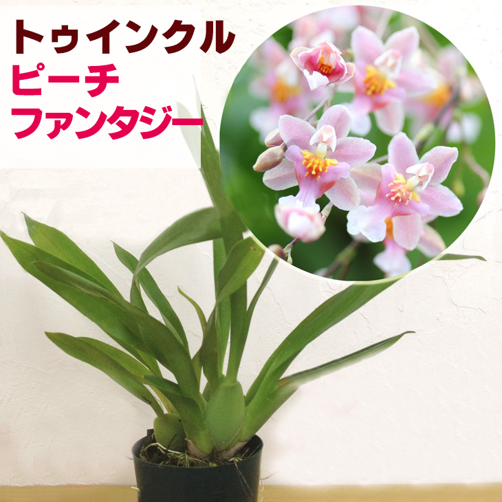 楽天市場】香る洋ラン 洋ランの苗『オンシジューム トゥインクル