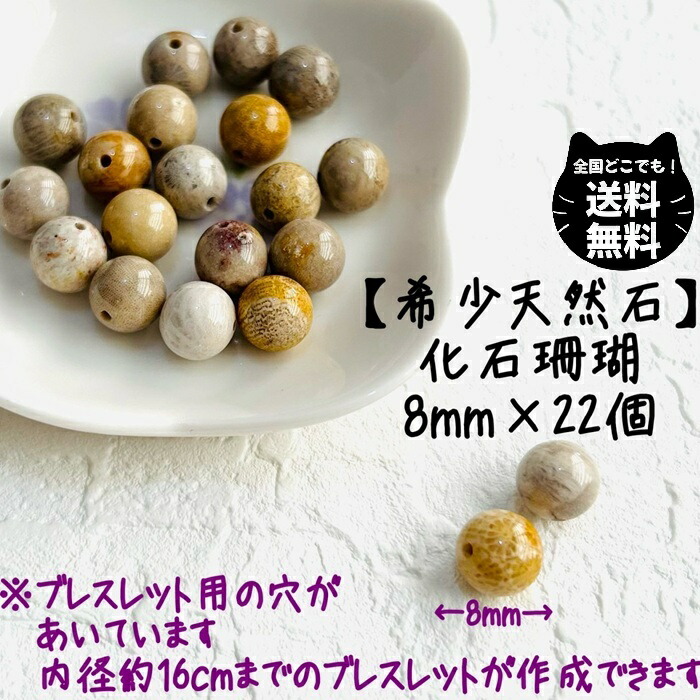 楽天市場】フォッシルコーラルの通販