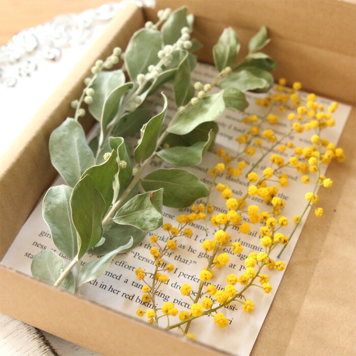 楽天市場】ミモザ ドライフラワー 穂先＆パールアカシア葉 花材セット