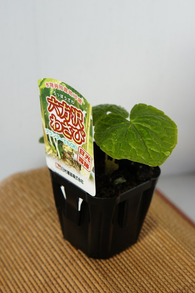 楽天市場】わさび 沢 苗の通販