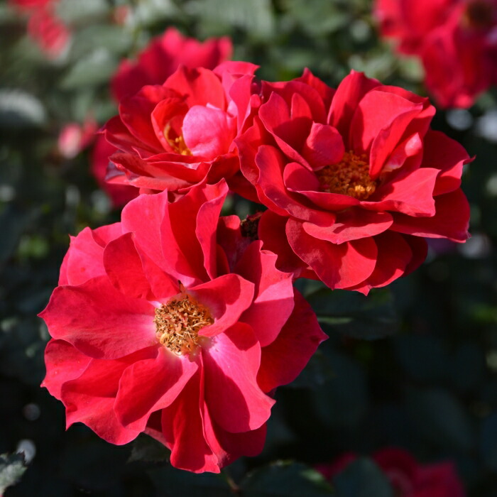 楽天市場】予約販売 バラ苗 バラ大苗 ロサ オリエンティス 風姿花伝 紅