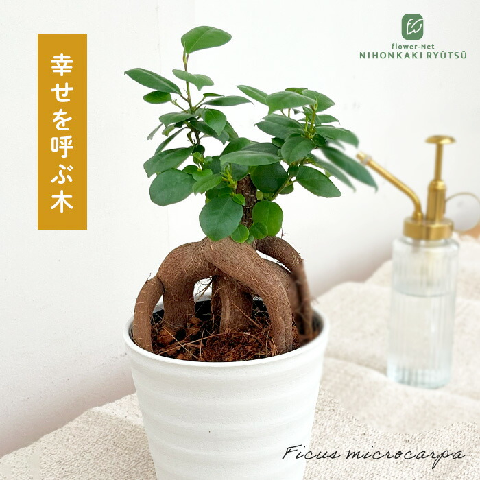 楽天市場】観葉植物 ガジュマル 4号鉢 観葉植物 小型 小さい 室内