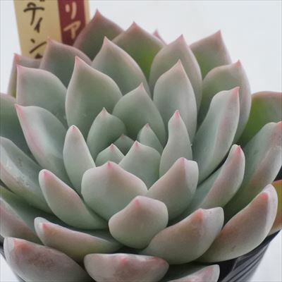 楽天市場】多肉植物 oriミックスベリア No.019 ウエディングベル 多肉